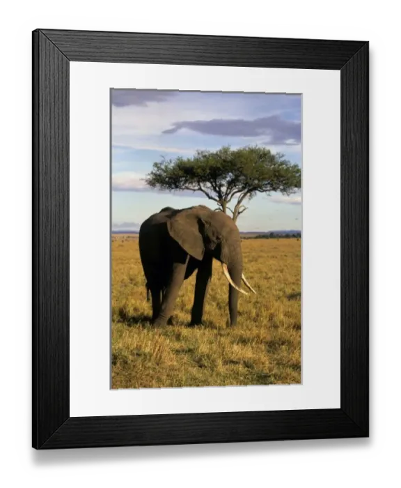 Framed Print : Africa, Kenya Framed Print : Africa, Kenya