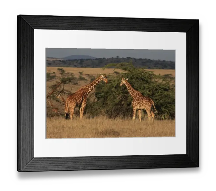 Framed Print : Africa, Kenya, Lewa Downs, Two reticulated giraffes (Giraffa camelopardalis)