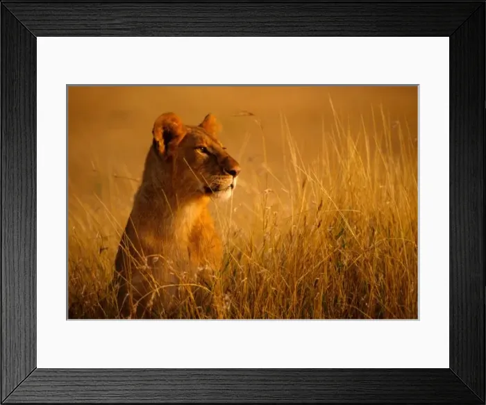 Framed Print : Kenya: Masai Mara Game Reserve, head of female lion above grasses, September
