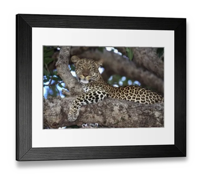 Framed Print : Africa, Kenya