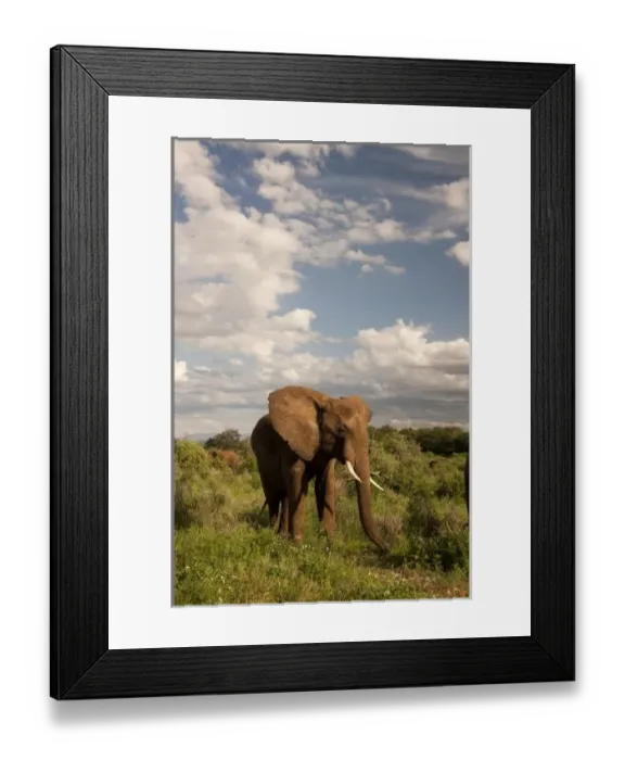 Framed Print : African Elephant, Loxodonta africana, out in a field in the Masai Mara Game Reserve, Kenya Framed Print : African Elephant, Loxodonta africana, out in a field in the Masai Mara Game Reserve, Kenya