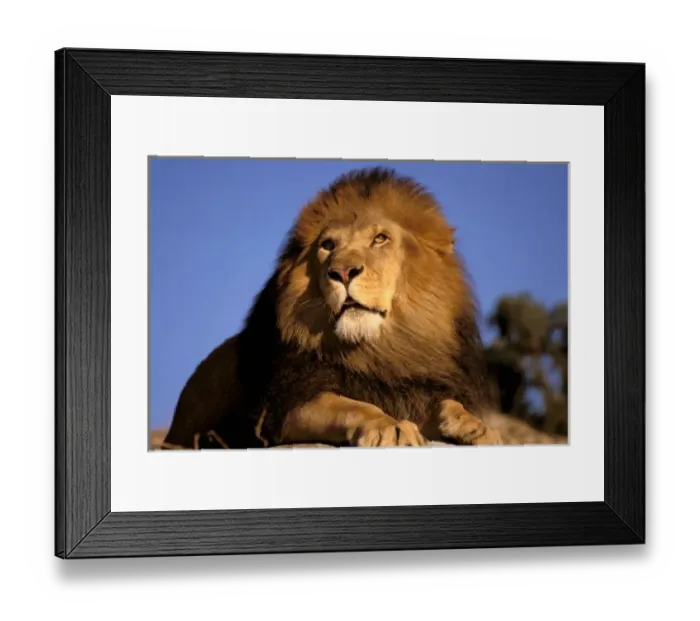 Framed Print : Africa, Kenya, Masai Mara. Male lion (Panthera leo), captive Framed Print : Africa, Kenya, Masai Mara. Male lion (Panthera leo), captive