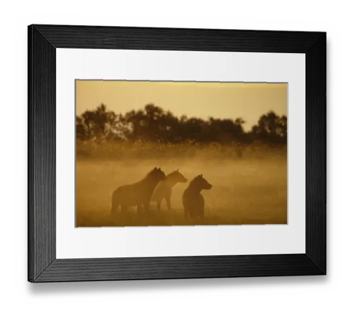 Framed Print : Kenya: Lake Turkana National Park, pack of spotted hyaenas ( Crocuta crocuta ) Framed Print : Kenya: Lake Turkana National Park, pack of spotted hyaenas ( Crocuta crocuta )