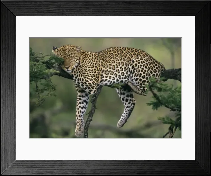 Framed Print : Africa, Kenya
