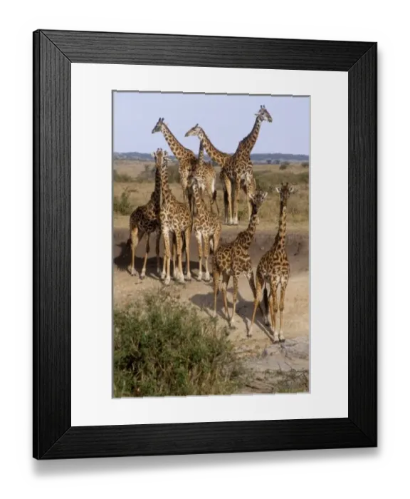 Framed Print : Kenya: Masai Mara Framed Print : Kenya: Masai Mara