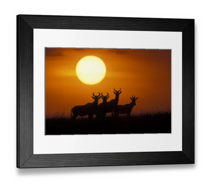 Framed Print : Africa, Kenya, Masai Mara Game Reserve, Topi antelope (Alcelaphus buselaphus) silhouetted