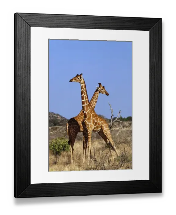 Framed Print : Africa, Kenya Framed Print : Africa, Kenya