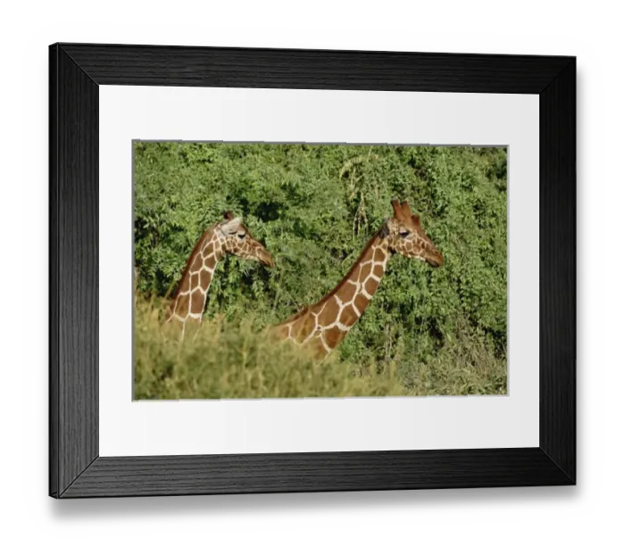 Framed Print : Africa, Kenya Framed Print : Africa, Kenya