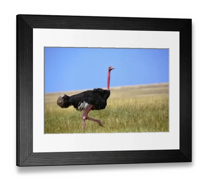 Framed Print : Male Ostrich in Framed Print : Male Ostrich in