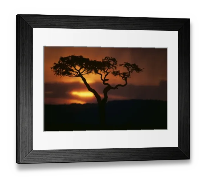 Framed Print : Africa, Kenya, Masai Mara Game Reserve, Setting sun silhouettes lone acacia tree