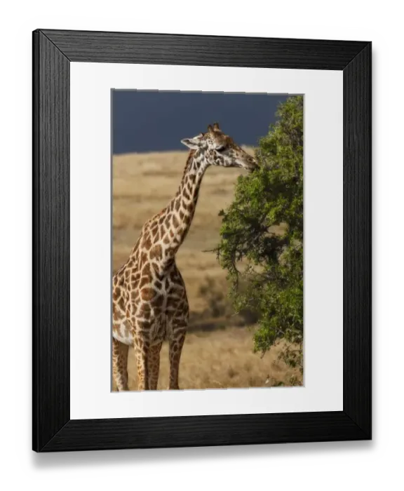 Framed Print : Msai Giraffe Framed Print : Msai Giraffe