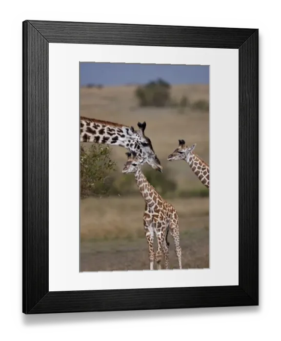 Framed Print : Msai Giraffe Framed Print : Msai Giraffe