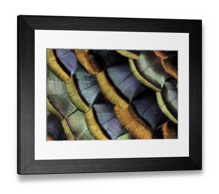 Framed Print : South American Framed Print : South American