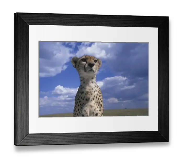 Framed Print : Kenya, Masai Mara Game Reserve, Close-up portrait of Adult Female Cheetah (Acinonyx Framed Print : Kenya, Masai Mara Game Reserve, Close-up portrait of Adult Female Cheetah (Acinonyx
