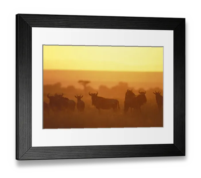 Framed Print : Kenya, Masai Mara Framed Print : Kenya, Masai Mara