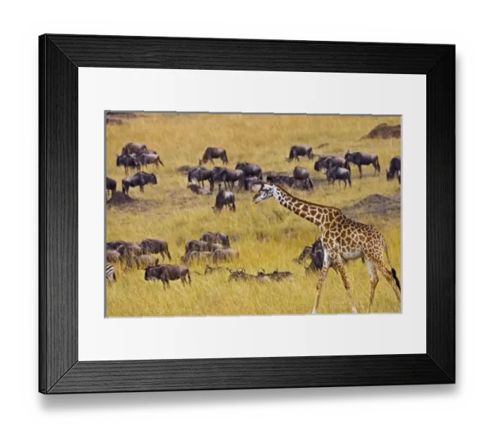 Framed Print : Crossing of Framed Print : Crossing of