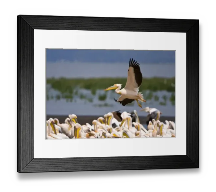 Framed Print : Africa. Kenya. White Pelicans on the shore of Lake Nakuru Framed Print : Africa. Kenya. White Pelicans on the shore of Lake Nakuru