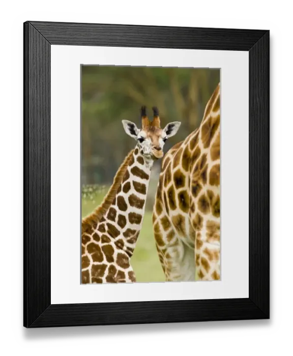 Framed Print : Africa, Kenya