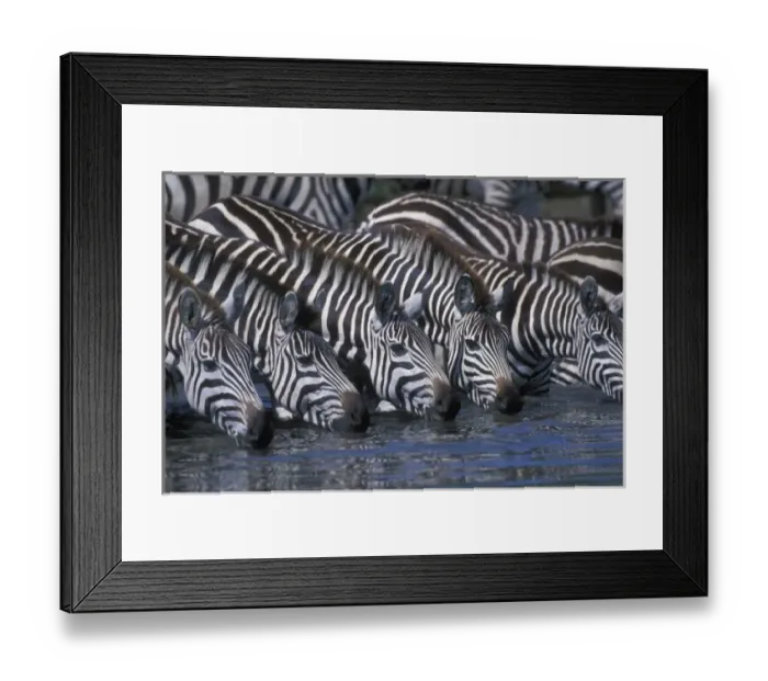 Framed Print : Africa, Kenya, Masai Mara Game Reserve, Plains Zebra herd (Equus burchelli) drinking
