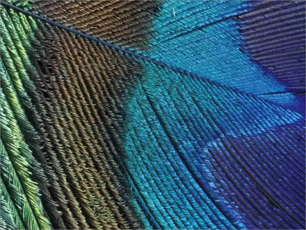 Male peacock feather detail