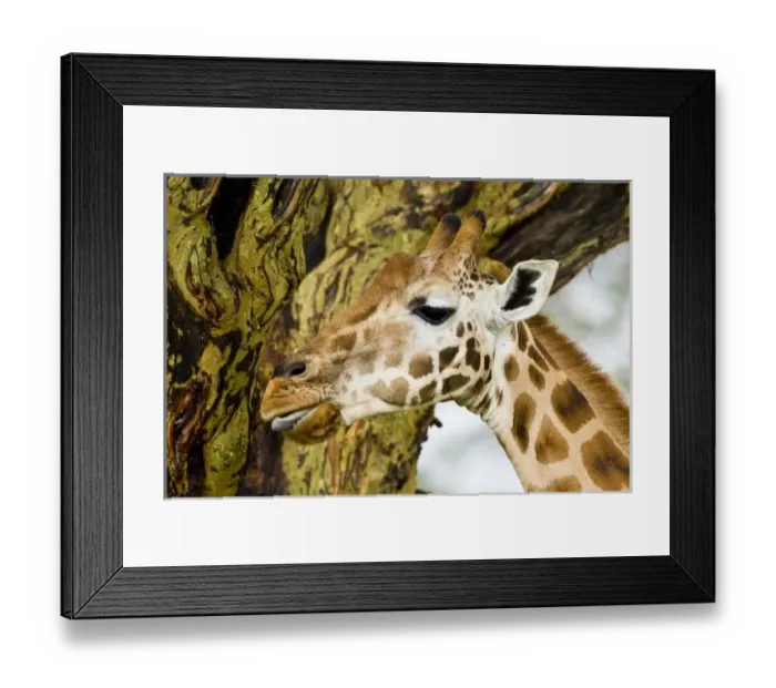 Framed Print : Africa, Kenya