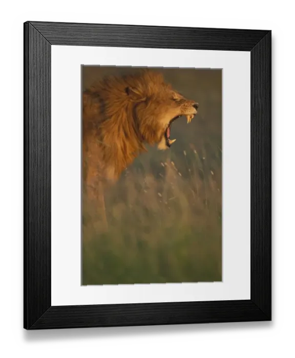 Framed Print : Kenya, Masai Mara Game Reserve, Adult male Lion (Panthera leo) bares teeth while