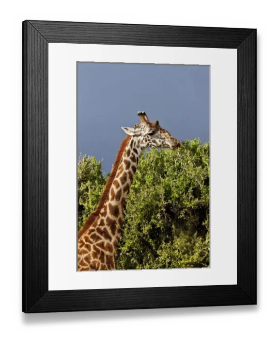 Framed Print : Africa, Kenya Framed Print : Africa, Kenya