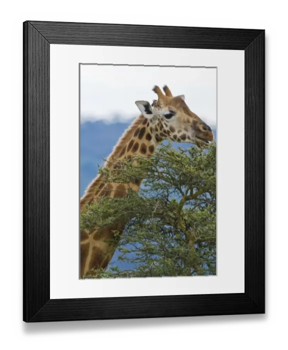 Framed Print : Africa. Kenya. Rothschilds Giraffe at Lake Nakuru NP Framed Print : Africa. Kenya. Rothschilds Giraffe at Lake Nakuru NP