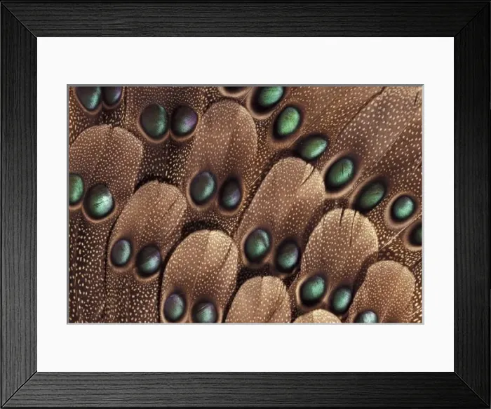 Framed Print : Greys peacock tail feather design Framed Print : Greys peacock tail feather design