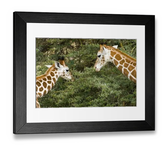 Framed Print : Africa, Kenya Framed Print : Africa, Kenya