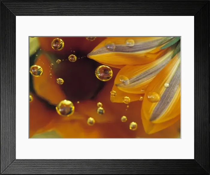 Framed Print : Petals on Mylar reflective surface with drops. Credit as: Nancy Rotenberg  /  Jaynes