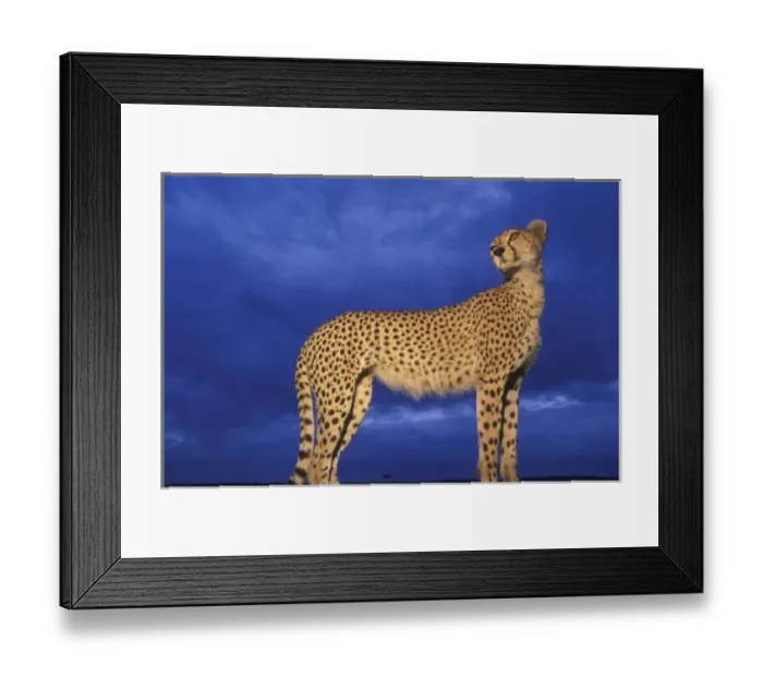 Framed Print : Kenya, Masai Mara Game Reserve, Flash-lit portrait of Adult Female Cheetah (Acinonyx