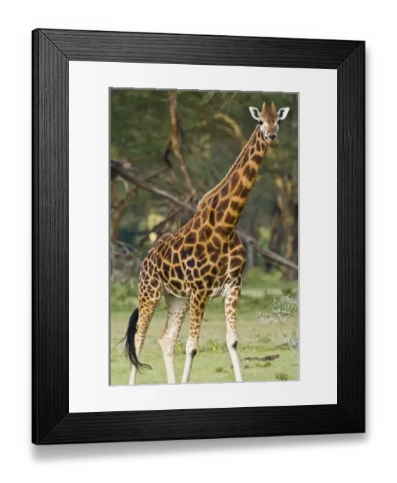 Framed Print : Africa, Kenya