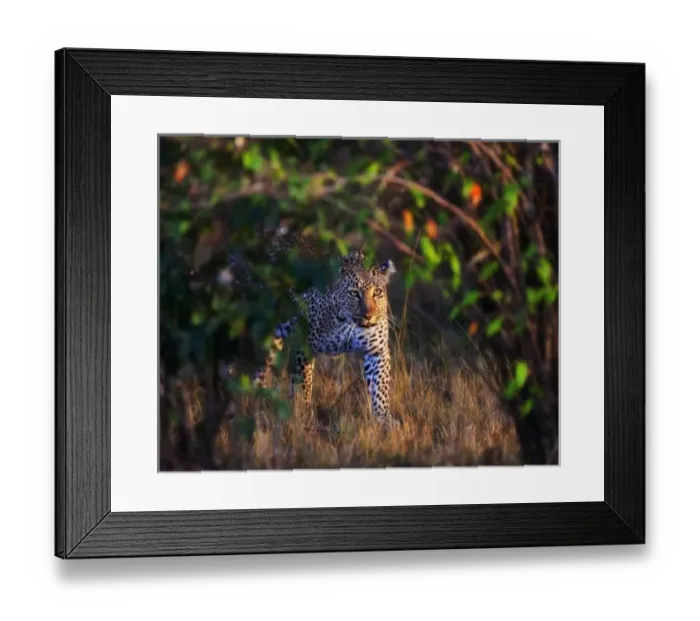 Framed Print : Leopard (Panthera Pardus) as seen in the Masai Mara Framed Print : Leopard (Panthera Pardus) as seen in the Masai Mara