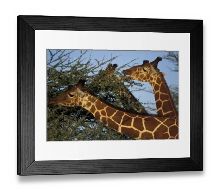 Framed Print : Africa, Kenya Framed Print : Africa, Kenya