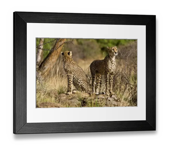 Framed Print : Africa, Kenya