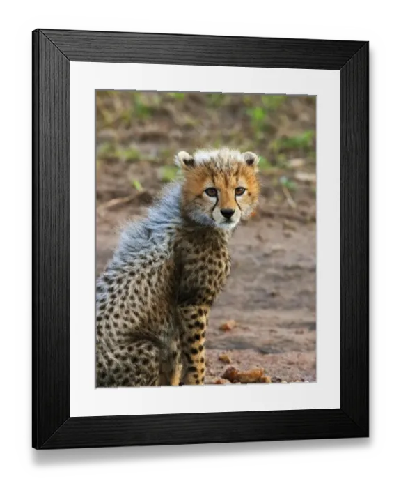 Framed Print : Cheetah Cub (Acinonyx Framed Print : Cheetah Cub (Acinonyx