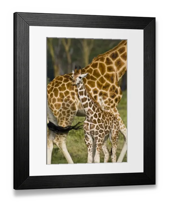 Framed Print : Africa, Kenya