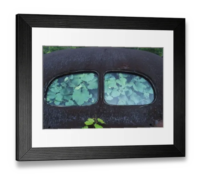 Framed Print : Vintage Oldsmobile car in decay with vines growing in and around it Framed Print : Vintage Oldsmobile car in decay with vines growing in and around it
