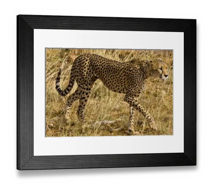 Framed Print : Africa. Kenya
