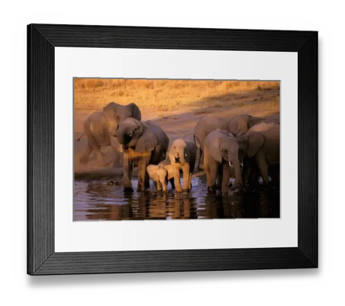 Framed Print : Africa, Kenya, Masai Mara. Elephants (Loxodonta africana) Framed Print : Africa, Kenya, Masai Mara. Elephants (Loxodonta africana)