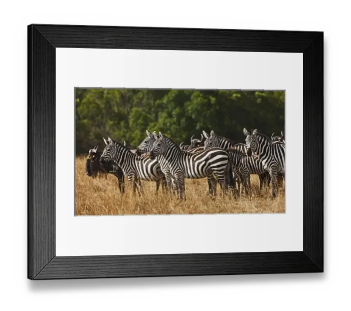 Framed Print : Burchells Zebras Framed Print : Burchells Zebras