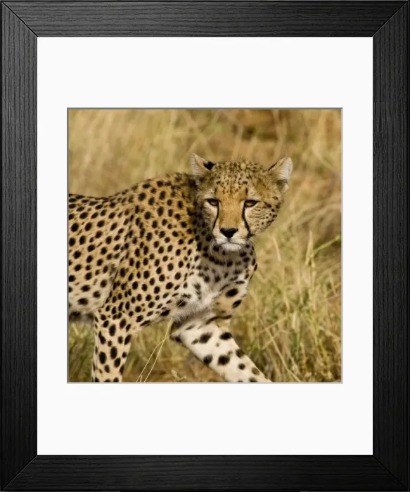Framed Print : Africa, Kenya Framed Print : Africa, Kenya