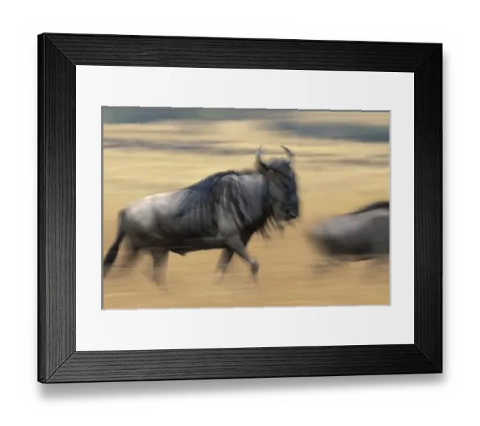 Framed Print : Kenya, Masai Mara