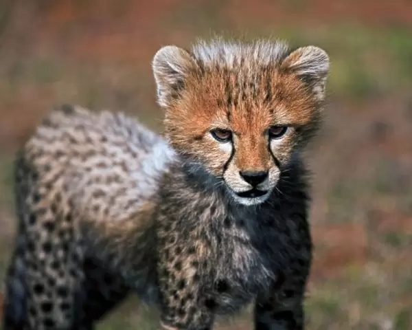 Cheetah (Acinonyx Jubatus) as seen in the Masai Mara