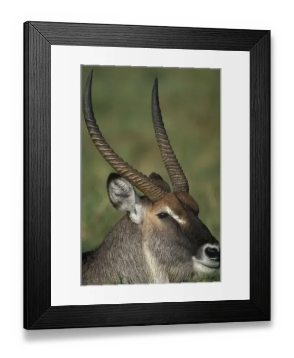 Framed Print : Kenya, Masai Mara Framed Print : Kenya, Masai Mara