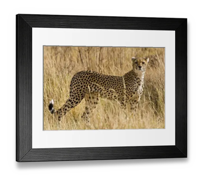 Framed Print : Africa, Kenya Framed Print : Africa, Kenya