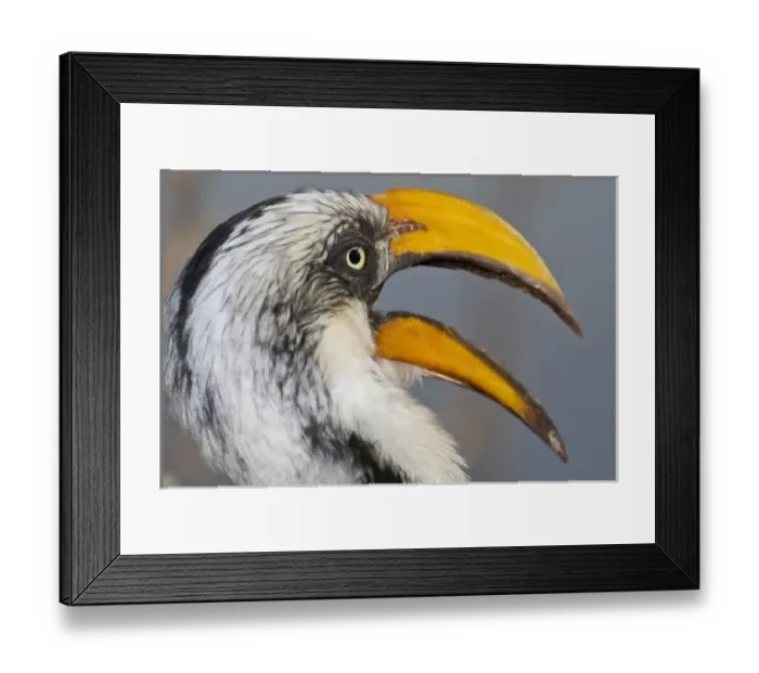 Framed Print : Africa. Kenya. Eastern Yellow-billed Hornbill at Samburu NP Framed Print : Africa. Kenya. Eastern Yellow-billed Hornbill at Samburu NP