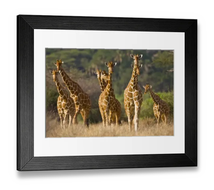 Framed Print : Africa, Kenya