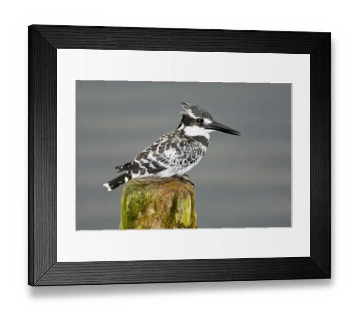 Framed Print : Africa. Kenya. Pied Kingfisher at Lake Naivasha